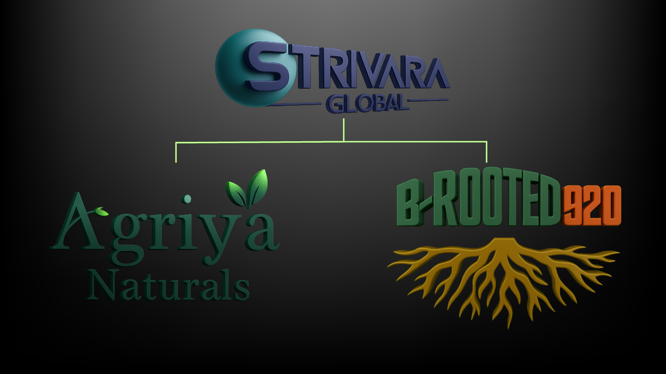 Strivara Global with Agriya Naturals and B-Rooted 920 (Combined Brand Logo) A combined brand logo graphic showing Strivara Global at the top with branches connecting to Agriya Naturals on the left and B-Rooted 920 on the right, symbolizing a unified holding company with two verticals.